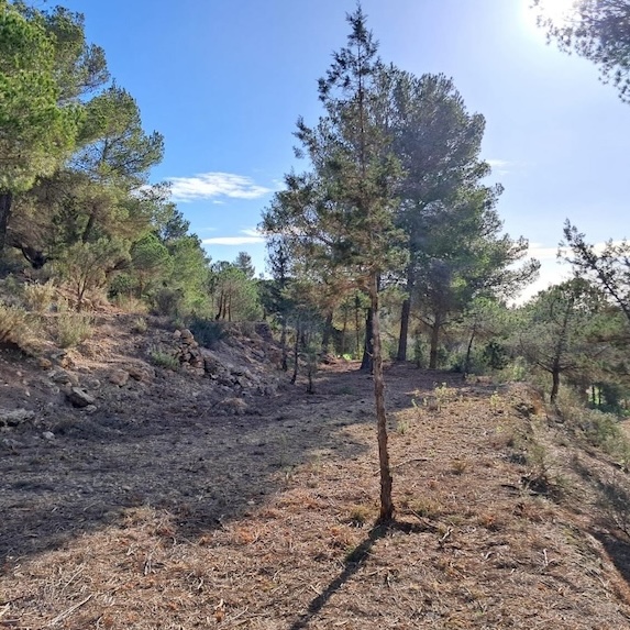 limpieza de fincas en ibiza