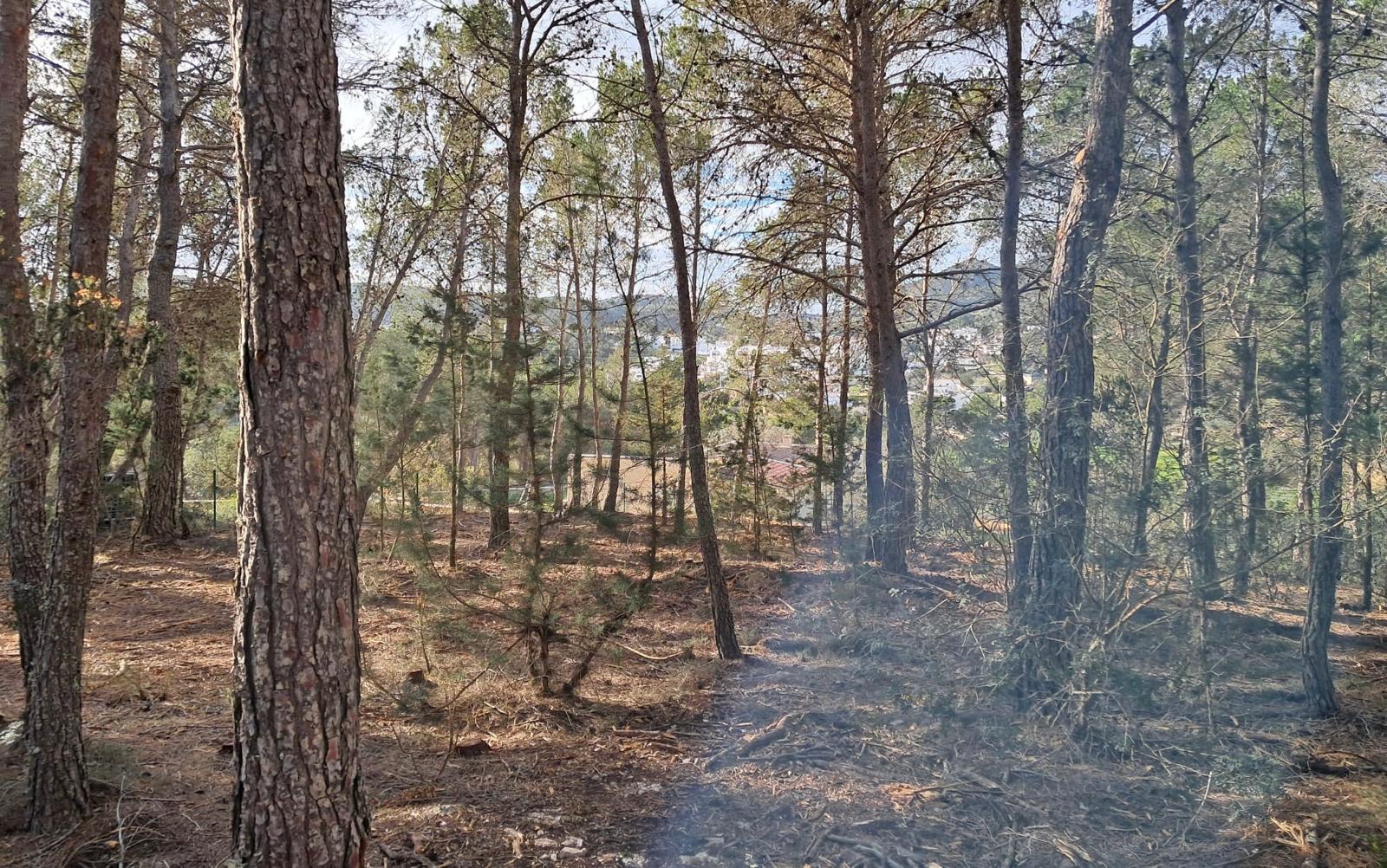 desbroce y poda en ibiza