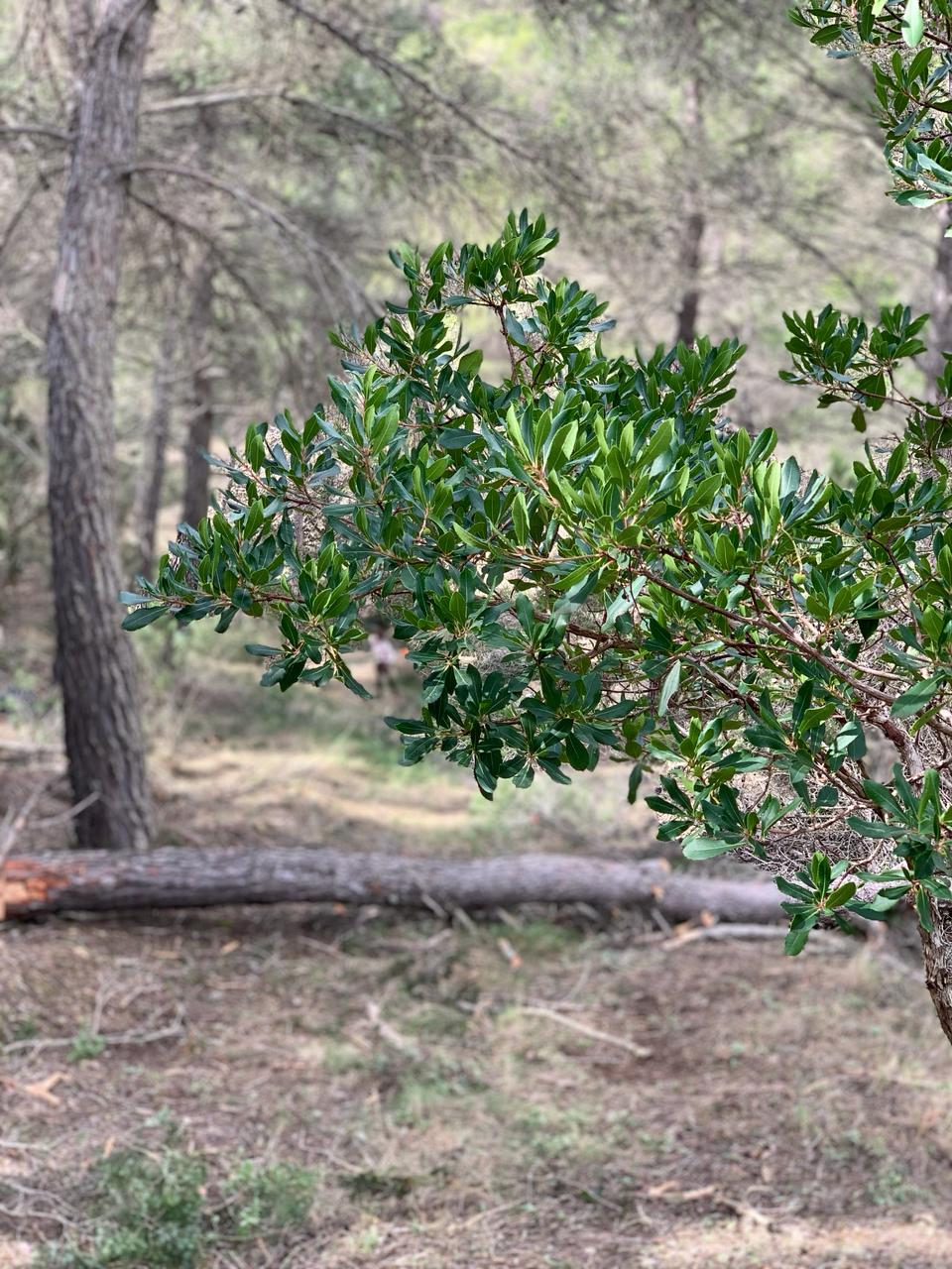 limpieza de fincas en ibiza