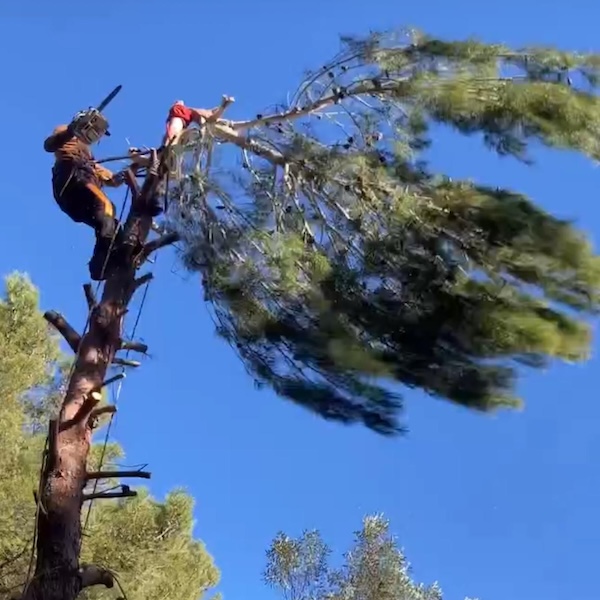 poda vertical en ibiza