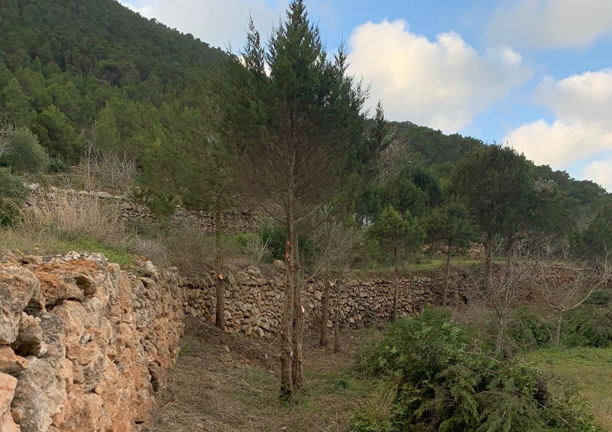 recuperación de cultivo en ibiza