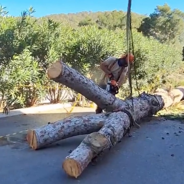 tala de pinos en ibiza