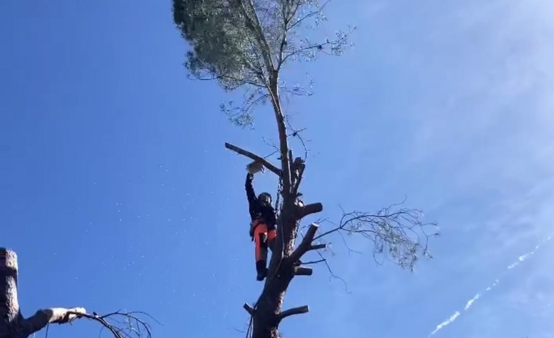trabajos de poda en altura en ibiza