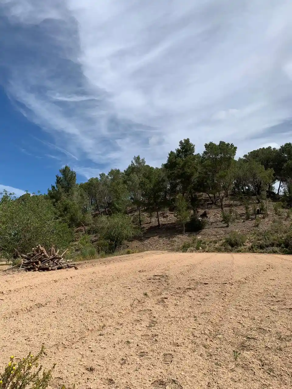 Forestry work in Ibiza island