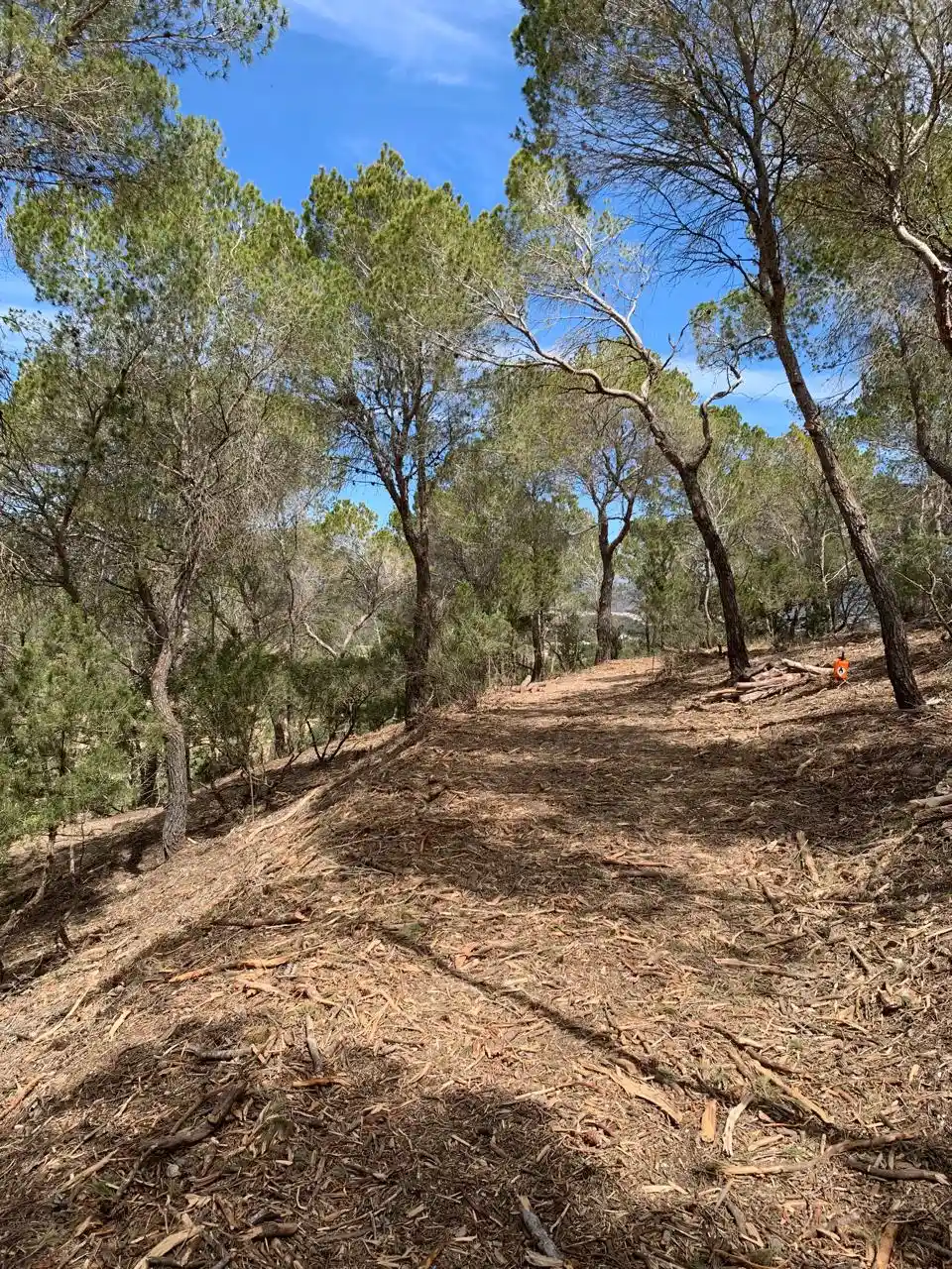 Forestry work in the island of Ibiza