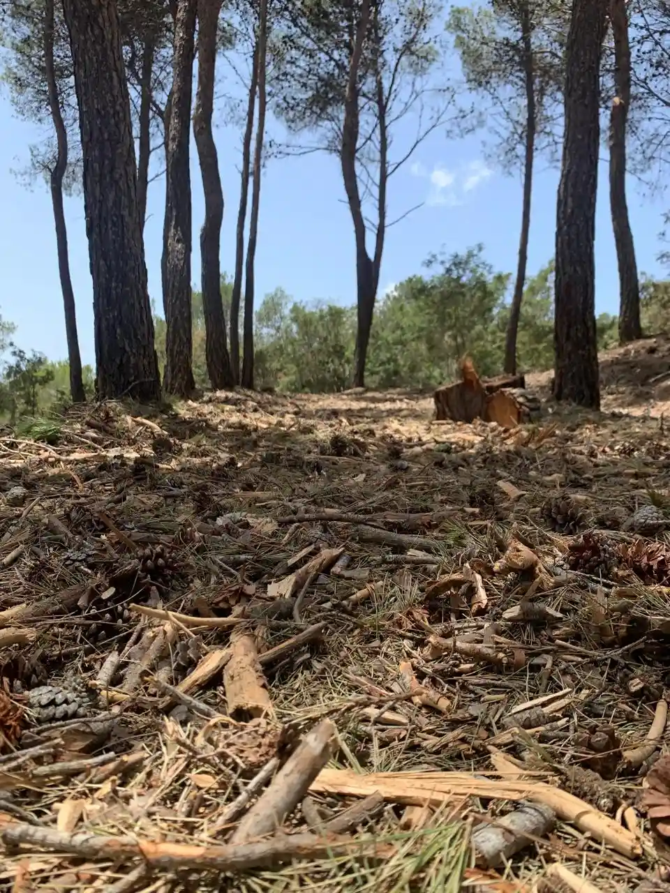 Forestry work in Ibiza