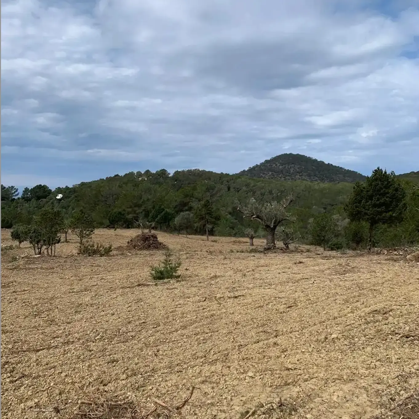 trabajos de recuperación de cultivos en ibiza
