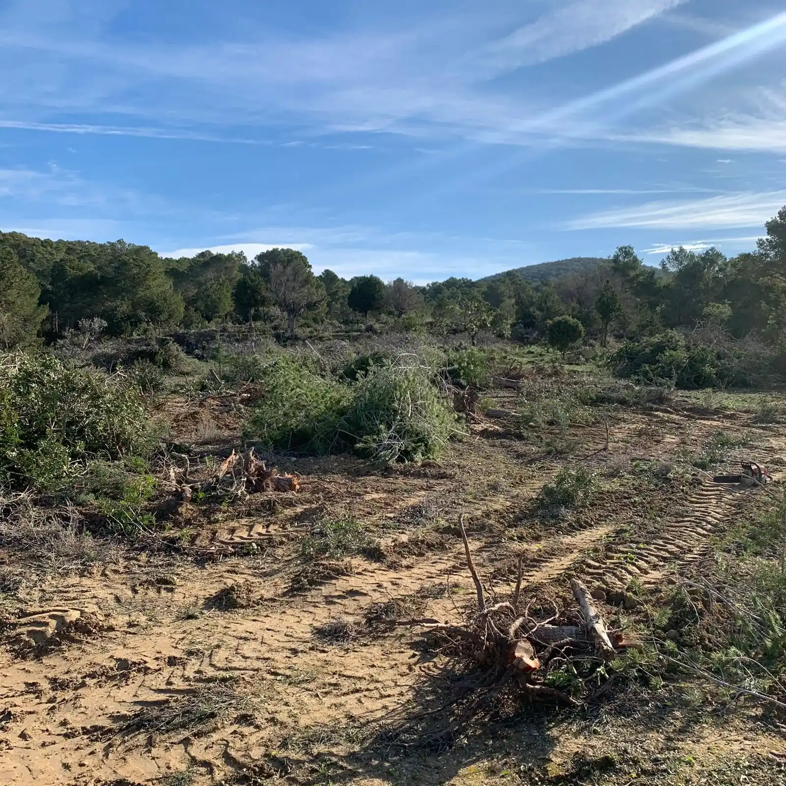 trabajos de recuperación de cultivos en ibiza