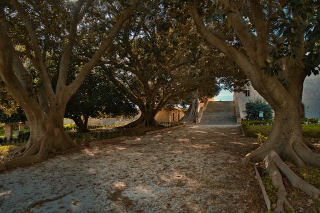 Recuperación de cultivos en Ibiza: restauración de fincas abandonadas