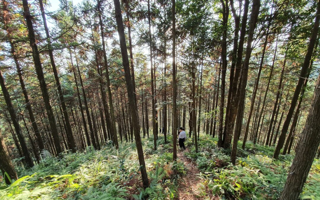 Cómo elegir empresa de gestión forestal en Ibiza_ criterios clave
