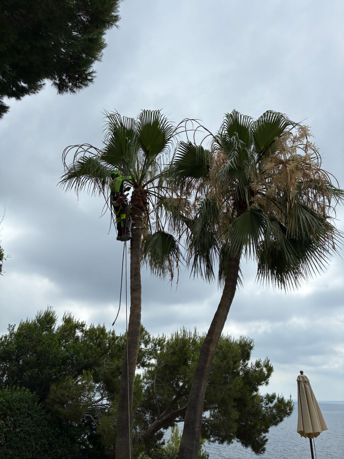 Mantenimiento de palmeras Ibiza