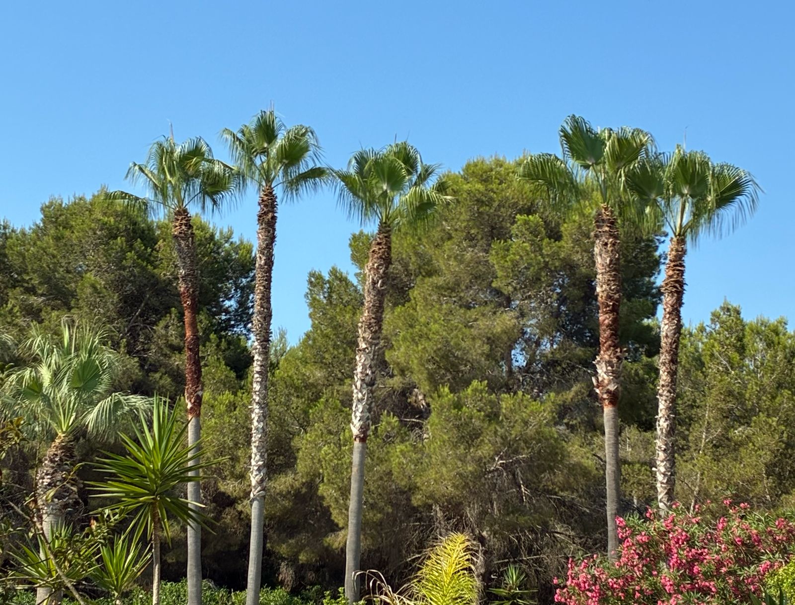 Poda y mantenimeinto de palmeras en ibiza palmeras en ibiza
