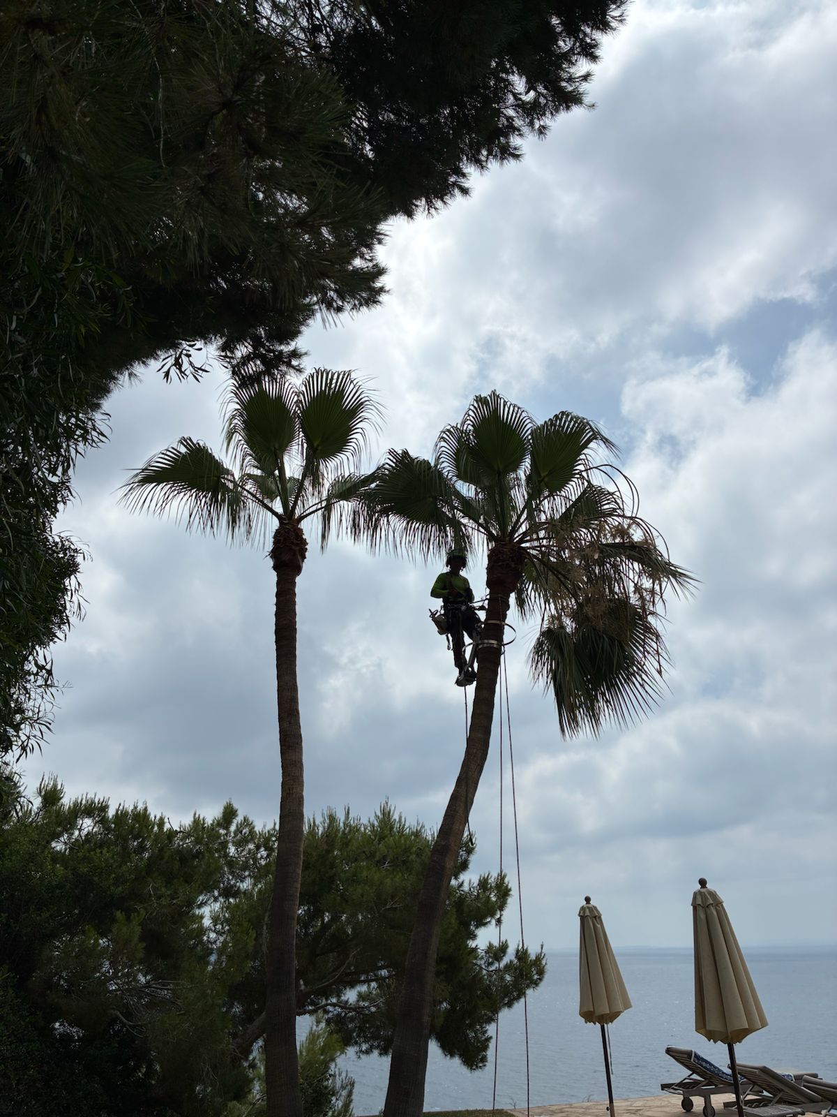 Poda en altura de palmera en Ibiza