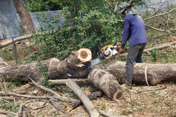 Trabajos forestales en Ibiza en terrenos abandonados