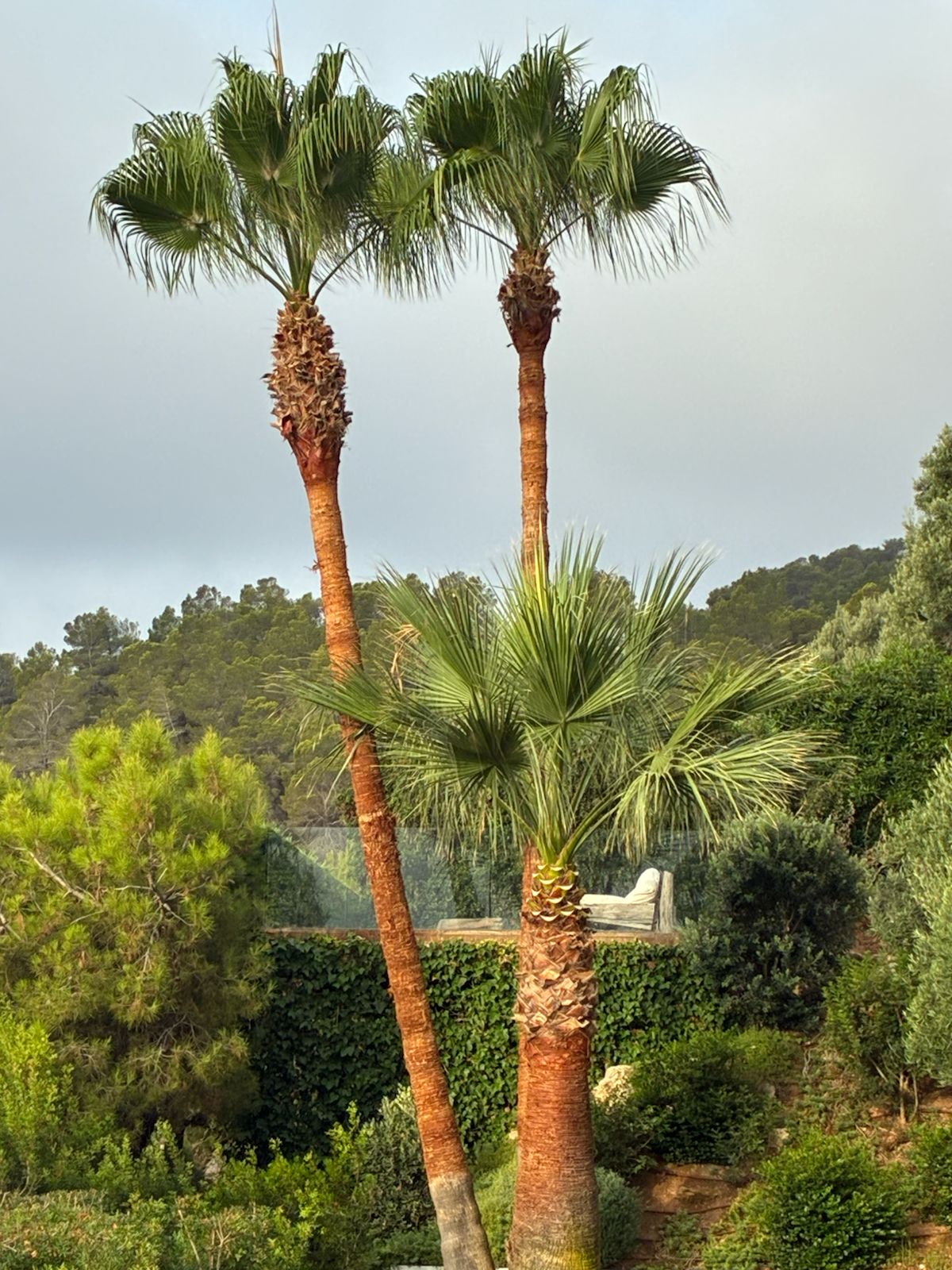 Poda de palmeras en ibiza Limpieza de palmeras en ibiza